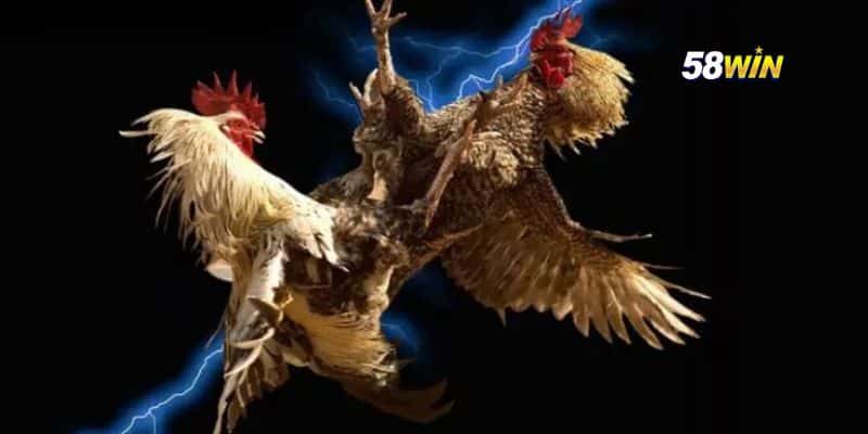 Trang web Đá Gà Uy Tín Cho Tín Đồ Đam Mê Đá Gà