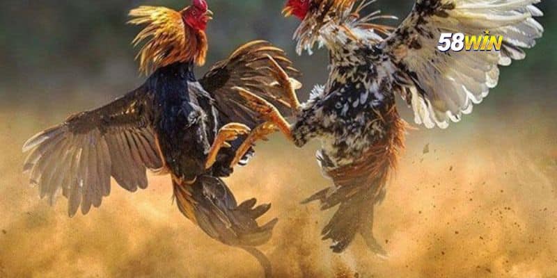 Các loại cược phổ biến trong đá gà tại 58WIN
